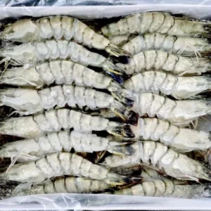 TIGER PRAWN 31/35