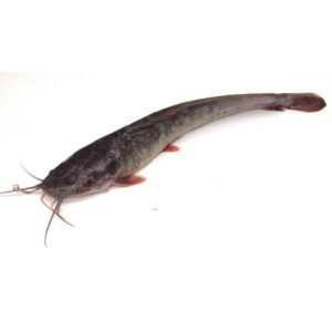 IKAN KELI