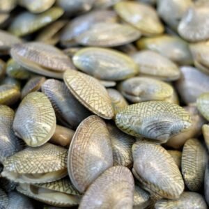 FLOWER CLAM / LALA BUNGA